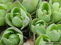 2006-0207succulwnts